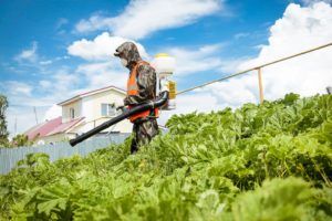 gerbitsidnaya-obrabotka3