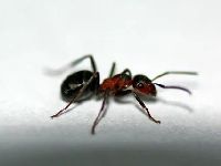 муравей